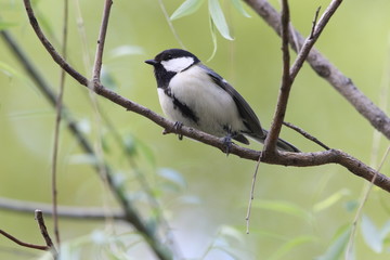 Fototapeta premium Japanese tit (Parus minor) in Japan