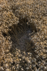 Space Gape Field Wheat Above Copy Harvest Agriculture Center Text