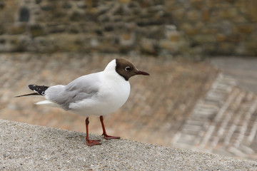 seagull