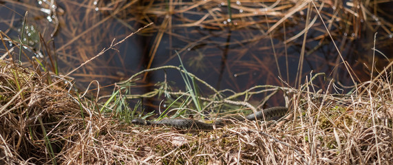 Ringelnatter in der Wildnis