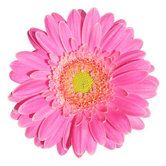 Beautiful pink Gerbera (Daisy) isolated on white background.