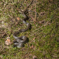 Ringelnatter in der Wildnis