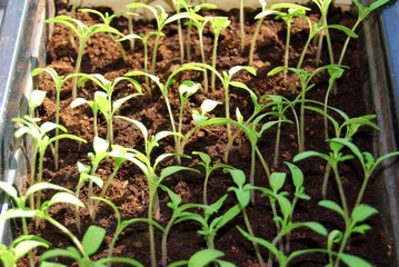 seedling