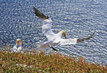Gannets on Heligoland during breeding season, North Sea, Germany