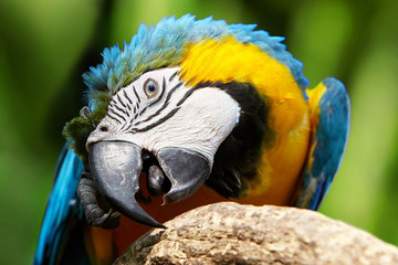 Blue-and-yellow macaw (ara araruna) sittin on the perch