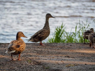 Female ducks and ducklings gathering on the beach