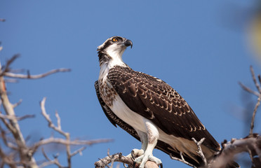 Osprey bird of prey Pandion haliaetus perches on a tree