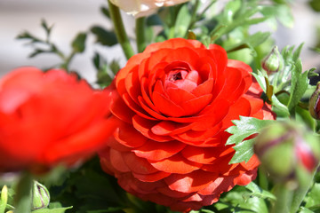 red ranunculus close up, top view in spring  