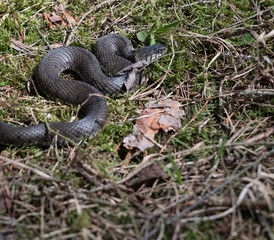 Ringelnatter in der Wildnis