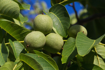 Nueces  en árbol Nogal