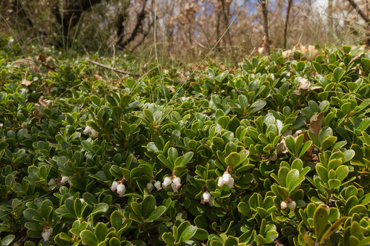 Planta  de Gayuba Uva Ursi con flores en Bosque de Robles
