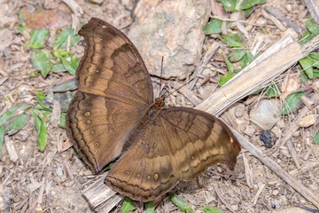Chocolate Pansy (Junonia iphita) perching on ground