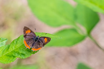 Purple Sapphire perching on plant
