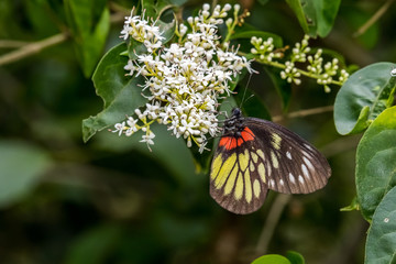 Red-base Jezebel (Delias pasithoe) perching on plant