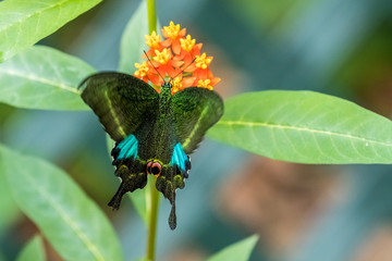Paris Peacock (Papilio paris) Butterfly