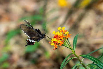 Common Mormon (Papilio polytes)  drinking on plant