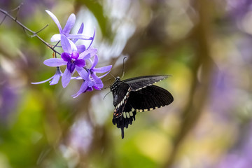 Common Mormon (Papilio polytes)  drinking on plant