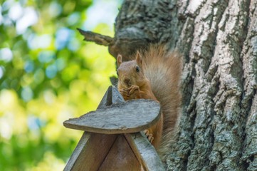 Obraz premium squirrel in the park, on the tree, eat food, against the bark of a tree, with a blurry background, green vegetation