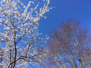 spring blossoms
