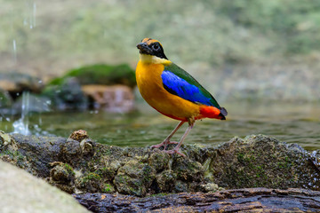 Blue-winged Pitta or Pitta moluccensis.