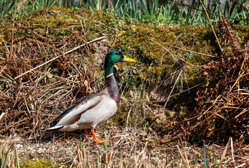 Mallard Duck - anas platyrhynchos