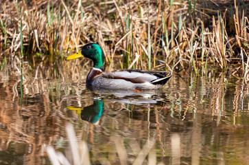 Mallard Duck - anas platyrhynchos