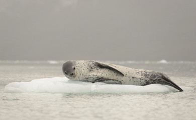 Obraz premium Lampart morski na lodzie