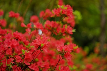 公園の花や木