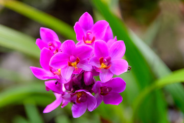 Fototapeta na wymiar beautiful orchid flower.