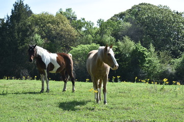 Naklejka na ściany i meble two horses in an open field