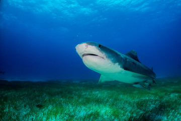 Fototapeta premium Tiger shark Bahamas