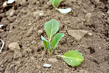 Cabbage seedlings
