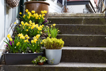 Blumentöpfe bepflanzt mit Narzissen auf einer Treppe vor einem Hauseingang