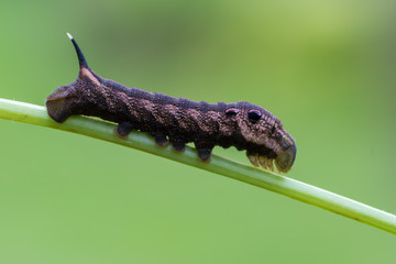 elephant hawk moth - Deilephila elpenor - larva