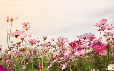 Cosmos Flower field beautiful of background,spring season flowers warm tone