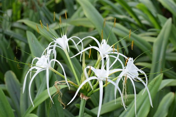 Hymenocallis Littoralis