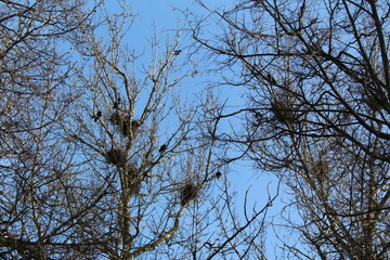 Birds nest in trees in early spring.