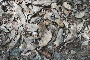 Dry leaves under the tree