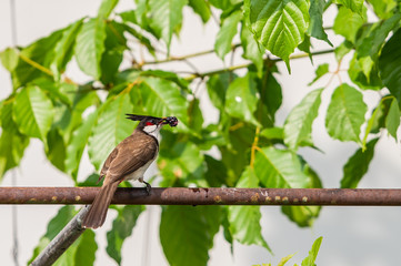 A Red-whiskered bulbul with a mulberry in its beak
