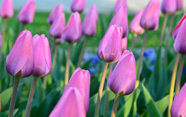 violet or purple Tulips