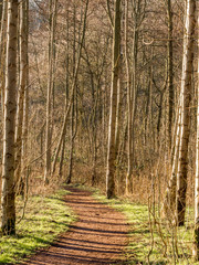 Fototapeta na wymiar Woodland walk in late winter sunshine, Brockholes, Preston, Lancashire, UK