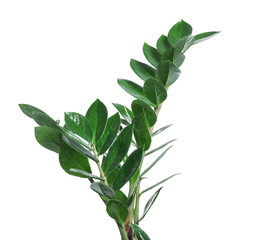 Tropical Zamioculcas leaves isolated on white