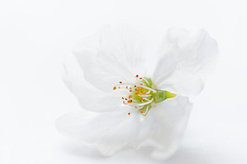 Cherries on the tree