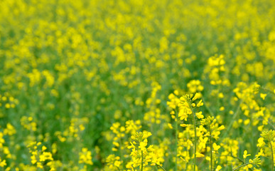 Rapeseed blossoms on field in Austria