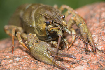 crayfish