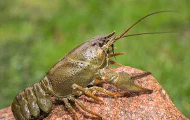 crawfish