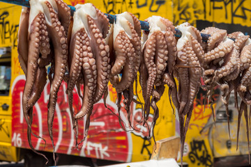 Fresh octopus hanging to dry in the sun, traditional Mediterranean way to cook octopuses, Octopoda © Todor Dinchev