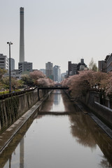 Meguro river