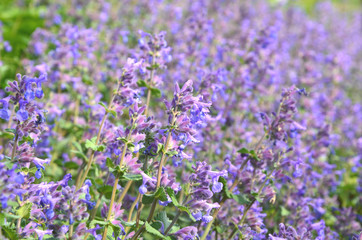 Obraz premium Nepeta (German name is Katzenminzen). Purple or violet flower in the garden with sun light