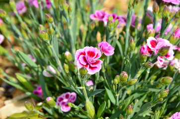 Obraz premium Dianthus caryophyllus Pink Kisses in the garden with sun light. Pink and purple flower